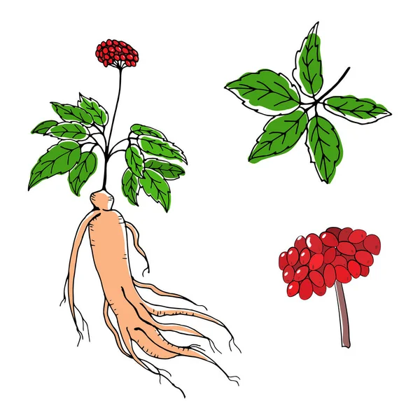 Yaprak ve ginseng kökü çiziyorum. Ginseng kökü ve böğürtlen vektör çizimi. Tıbbi bir bitkinin çizimi. Doğrusal grafik tasarımı. 