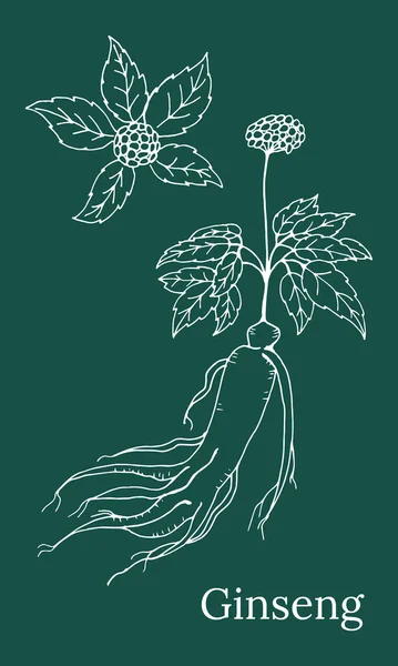 高麗人参の葉や根を描く 人参の根とベリーベクトルの描画 薬用植物のスケッチ 線形グラフィックデザイン — ストックベクタ