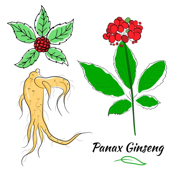 Yaprak ve ginseng kökü çiziyorum. Ginseng kökü ve böğürtlen vektör çizimi. Tıbbi bir bitkinin çizimi. Doğrusal grafik tasarımı. 