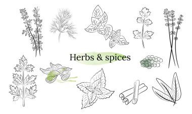 Bitki ve baharat koleksiyonu. El yapımı Baharat ve Bitki Koleksiyonu. Botanik bitki çizimi. Antika şifalı bitkiler ve bitkiler. 