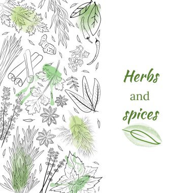 Bitki ve baharat koleksiyonu. El yapımı Baharat ve Bitki Koleksiyonu. Botanik bitki çizimi. Antika şifalı bitkiler ve bitkiler. 