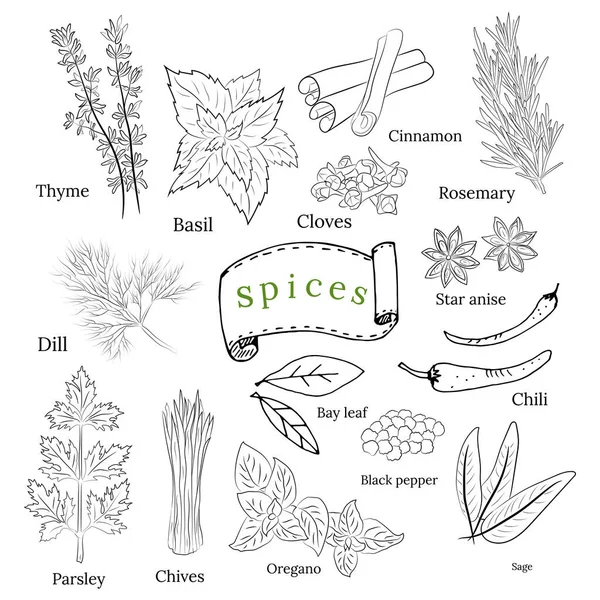 Herbs Spices Collection Vector Collection Hand Drawn Spices Herbs Botanical — Stock Vector