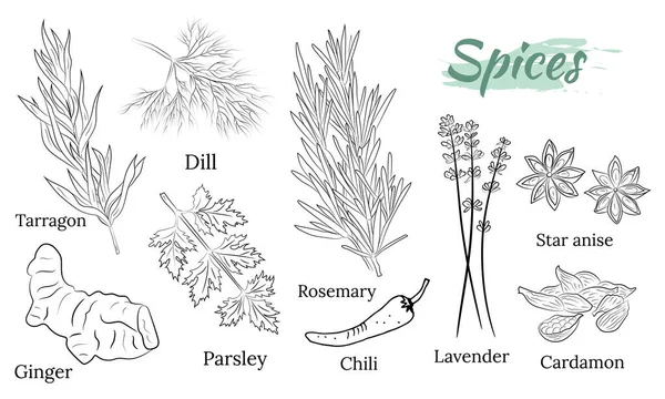 Bitki ve baharat koleksiyonu. El yapımı Baharat ve Bitki Koleksiyonu. Botanik bitki çizimi. Antika şifalı bitkiler ve bitkiler. 