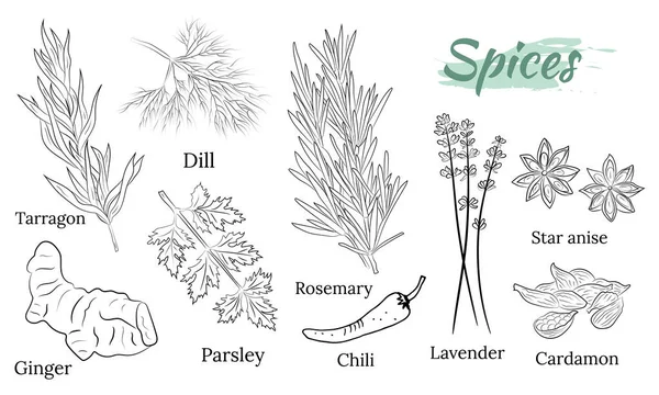 Kolekcja Ziół Przypraw Kolekcja Wektorowa Ręcznie Rysowanych Przypraw Ziół Ilustracja — Wektor stockowy