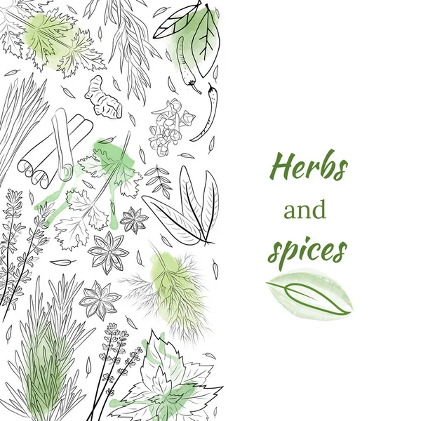 Herbs Spices Collection Vector Collection Hand Drawn Spices Herbs Botanical — Stock Vector