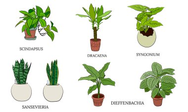 Tencereye el çizimi ev bitkileri. Kaktüs, dracena, aloe ve diğer bahçe aletleri de dahil olmak üzere el yapımı ev bitkilerinden oluşan büyük bir set. Karalama bitkilerinin vektör koleksiyonu.