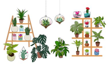 Ev ve ofis için saksılarda bir dizi kapalı bitki. Kaktüs, aloe ve diğer sulu bitkiler de dahil olmak üzere saksılarda bulunan büyük bir ev bitkisi koleksiyonu. Karalama bitkilerinin vektör koleksiyonu.