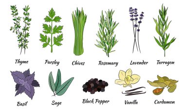 Büyük bir mutfak baharatı ve şifalı ot seti. Popüler mutfak bitkileri, doğal sağlık hizmetleri. Antika şifalı bitkiler ve bitkiler. Nane ve biberiye, fesleğen, kekik, maydanoz, dereotu, defne yaprağı, kekik, adaçayı.