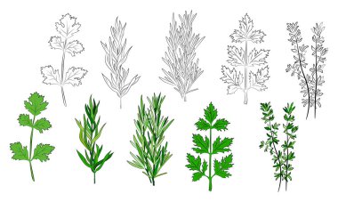 Büyük bir mutfak baharatı ve şifalı ot seti. Popüler mutfak bitkileri, doğal sağlık hizmetleri. Antika şifalı bitkiler ve bitkiler. Nane ve biberiye, fesleğen, kekik, maydanoz, dereotu, defne yaprağı, kekik, adaçayı.