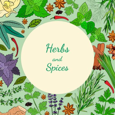 Büyük bir mutfak baharatı ve şifalı ot seti. Popüler mutfak bitkileri, doğal sağlık hizmetleri. Antika şifalı bitkiler ve bitkiler. Nane ve biberiye, fesleğen, kekik, maydanoz, dereotu, defne yaprağı, kekik, adaçayı.