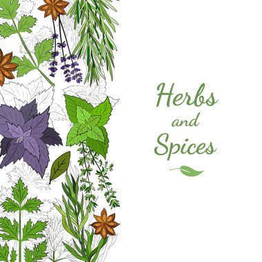 Büyük bir mutfak baharatı ve şifalı ot seti. Popüler mutfak bitkileri, doğal sağlık hizmetleri. Antika şifalı bitkiler ve bitkiler. Nane ve biberiye, fesleğen, kekik, maydanoz, dereotu, defne yaprağı, kekik, adaçayı.