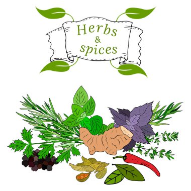 Büyük bir mutfak baharatı ve şifalı ot seti. Popüler mutfak bitkileri, doğal sağlık hizmetleri. Antika şifalı bitkiler ve bitkiler. Nane ve biberiye, fesleğen, kekik, maydanoz, dereotu, defne yaprağı, kekik, adaçayı.