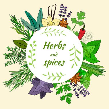 Büyük bir mutfak baharatı ve şifalı ot seti. Popüler mutfak bitkileri, doğal sağlık hizmetleri. Antika şifalı bitkiler ve bitkiler. Nane ve biberiye, fesleğen, kekik, maydanoz, dereotu, defne yaprağı, kekik, adaçayı.