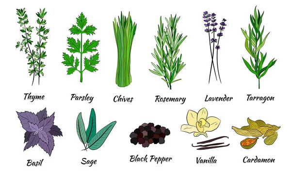 Büyük bir mutfak baharatı ve şifalı ot seti. Popüler mutfak bitkileri, doğal sağlık hizmetleri. Antika şifalı bitkiler ve bitkiler. Nane ve biberiye, fesleğen, kekik, maydanoz, dereotu, defne yaprağı, kekik, adaçayı.