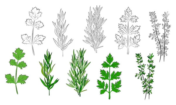 Büyük bir mutfak baharatı ve şifalı ot seti. Popüler mutfak bitkileri, doğal sağlık hizmetleri. Antika şifalı bitkiler ve bitkiler. Nane ve biberiye, fesleğen, kekik, maydanoz, dereotu, defne yaprağı, kekik, adaçayı.