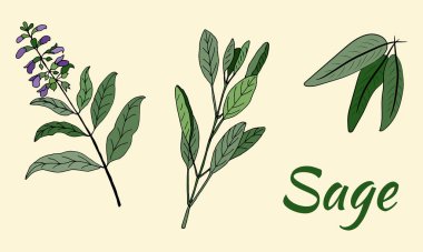 Adaçayının vektör çizimi. Bir dal adaçayı, yapraklar ve adaçayı. İzole tıbbi çiçek ve yapraklar. Botanik bitki çizimi.