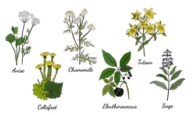 Şifalı otlar ve bitkiler. El yapımı çiçekler ve bitkiler. Botanik bitki çizimi. Antika şifalı bitkiler çizimi.. 