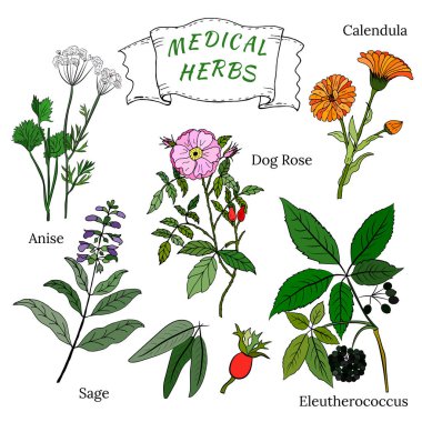 Şifalı bitkiler ve şifalı bitkiler. El yapımı çiçekler ve bitkiler koleksiyonu. Botanik bitki çizimi. Antika şifalı bitkiler çizimi.. 