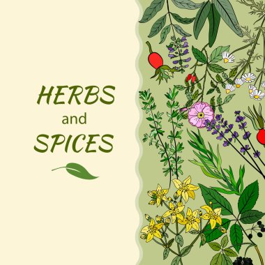 Şifalı bitkiler ve şifalı bitkiler. El yapımı çiçekler ve bitkiler koleksiyonu. Botanik bitki çizimi. Antika şifalı bitkiler çizimi.. 