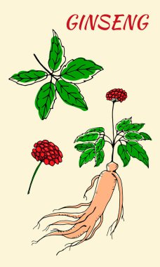 Yaprak ve ginseng kökü çiziyorum. Ginseng kökü ve böğürtlen vektör çizimi. Tıbbi bir bitkinin çizimi. Doğrusal grafik tasarımı. Siyah ve beyaz resim. 