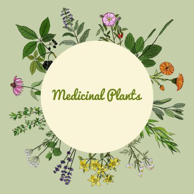 Şifalı bitkiler ve şifalı bitkiler. El yapımı çiçekler ve bitkiler koleksiyonu. Botanik bitki çizimi. Antika şifalı bitkiler çizimi.. 