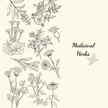 Şifalı bitkiler ve şifalı bitkiler. El yapımı çiçekler ve bitkiler koleksiyonu. Botanik bitki çizimi. Antika şifalı bitkiler çizimi.. 