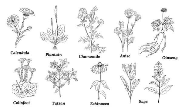 Una Serie Erbe Medicinali Piante Raccolta Fiori Erbe Disegnati Mano — Vettoriale Stock