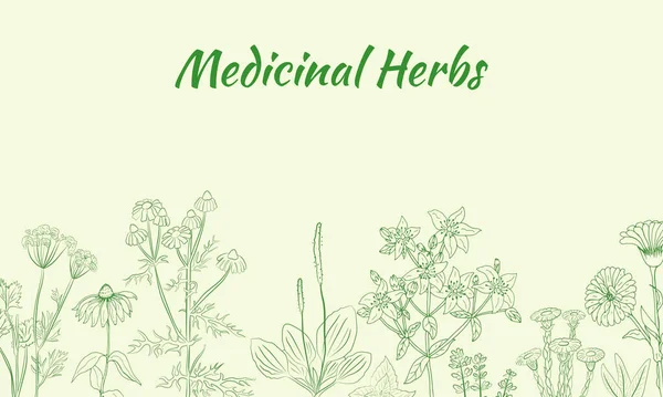 Şifalı bitkiler ve şifalı bitkiler. El yapımı çiçekler ve bitkiler koleksiyonu. Botanik bitki çizimi. Antika şifalı bitkiler çizimi.. 