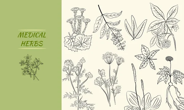 Conjunto Hierbas Medicinales Plantas Colección Flores Hierbas Dibujadas Mano Ilustración — Vector de stock