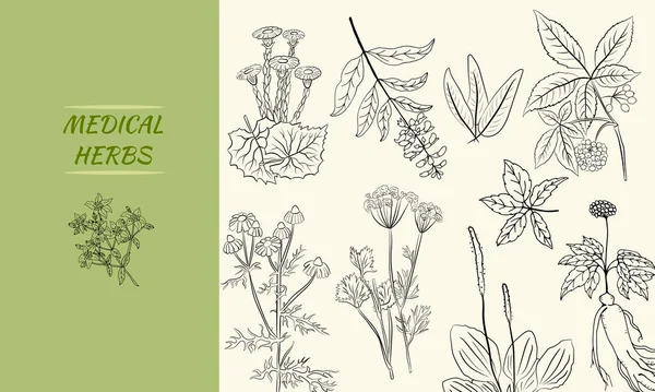 Conjunto Hierbas Medicinales Plantas Colección Flores Hierbas Dibujadas Mano Ilustración — Archivo Imágenes Vectoriales