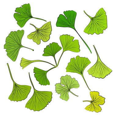 El yapımı ginkgo biloba yaprakları. Koleksiyon ginkgo biloba bir dal meyvesi üzerinde izole yapraklar
