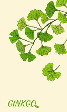 El yapımı ginkgo biloba yaprakları. Koleksiyon ginkgo biloba bir dal meyvesi üzerinde izole yapraklar