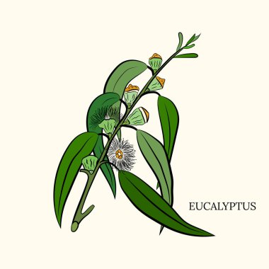 Büyük okaliptüs yaprakları ve dalları. Okaliptüs dalları koleksiyonu. Yeşilliğin temsili. Tohumlu okaliptüs.