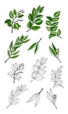 Büyük okaliptüs yaprakları ve dalları. Okaliptüs dalları koleksiyonu. Yeşilliğin temsili. Tohumlu okaliptüs.