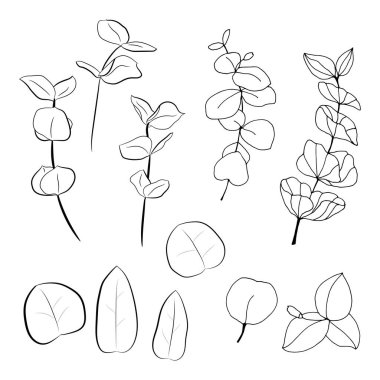 Büyük okaliptüs yaprakları ve dalları. Okaliptüs dalları koleksiyonu. Yeşilliğin temsili. Tohumlu okaliptüs.