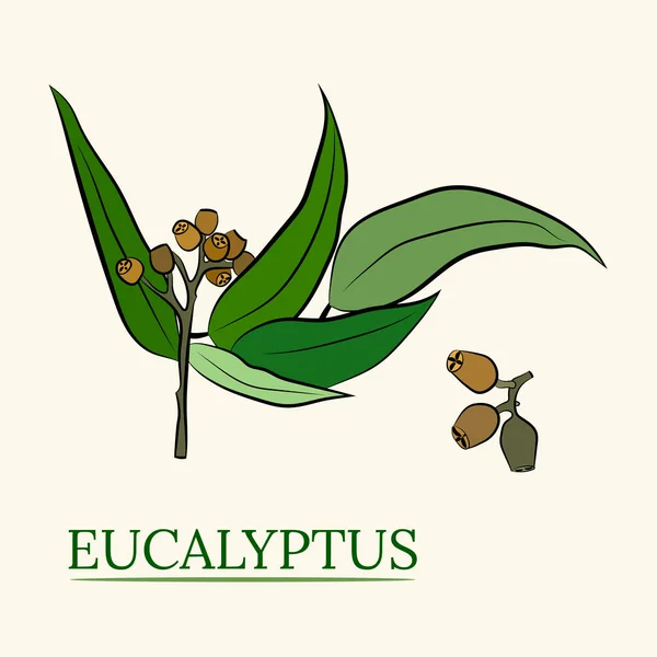 Büyük okaliptüs yaprakları ve dalları. Okaliptüs dalları koleksiyonu. Yeşilliğin temsili. Tohumlu okaliptüs.