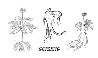 Yaprak ve ginseng kökü çiziyorum. Ginseng kökü ve böğürtlen vektör çizimi. Tıbbi bir bitkinin çizimi. Doğrusal grafik tasarımı. 