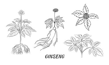 Yaprak ve ginseng kökü çiziyorum. Ginseng kökü ve böğürtlen vektör çizimi. Tıbbi bir bitkinin çizimi. Doğrusal grafik tasarımı. 