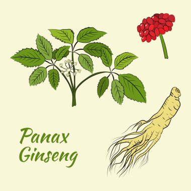 Yaprak ve ginseng kökü çiziyorum. Ginseng kökü ve böğürtlen vektör çizimi. Tıbbi bir bitkinin çizimi. Doğrusal grafik tasarımı. 