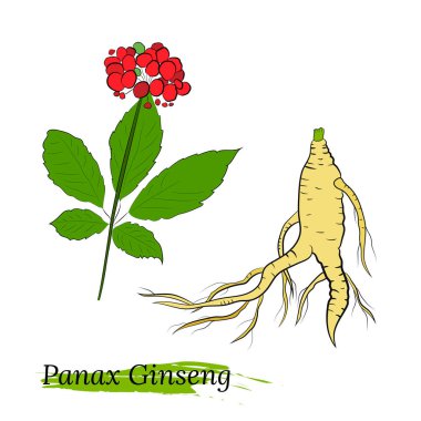 Yaprak ve ginseng kökü çiziyorum. Ginseng kökü ve böğürtlen vektör çizimi. Tıbbi bir bitkinin çizimi. Doğrusal grafik tasarımı. 