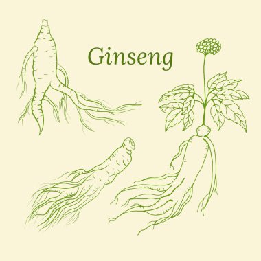 Yaprak ve ginseng kökü çiziyorum. Ginseng kökü ve böğürtlen vektör çizimi. Tıbbi bir bitkinin çizimi. Doğrusal grafik tasarımı. 