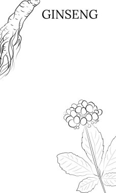 Yaprak ve ginseng kökü çiziyorum. Ginseng kökü ve böğürtlen vektör çizimi. Tıbbi bir bitkinin çizimi. Doğrusal grafik tasarımı. 