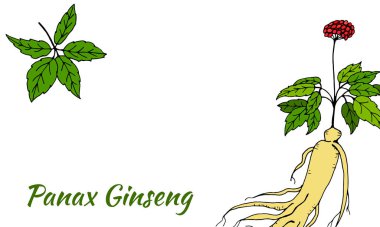 Yaprak ve ginseng kökü çiziyorum. Ginseng kökü ve böğürtlen vektör çizimi. Tıbbi bir bitkinin çizimi. Doğrusal grafik tasarımı. 