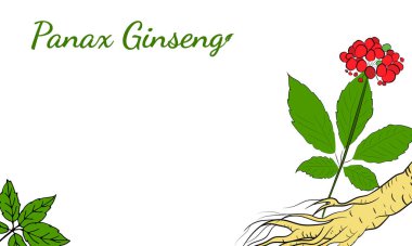 Yaprak ve ginseng kökü çiziyorum. Ginseng kökü ve böğürtlen vektör çizimi. Tıbbi bir bitkinin çizimi. Doğrusal grafik tasarımı. 