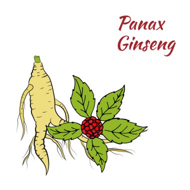 Yaprak ve ginseng kökü çiziyorum. Ginseng kökü ve böğürtlen vektör çizimi. Tıbbi bir bitkinin çizimi. Doğrusal grafik tasarımı. 