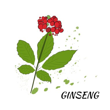 Yaprak ve ginseng kökü çiziyorum. Ginseng kökü ve böğürtlen vektör çizimi. Tıbbi bir bitkinin çizimi. Doğrusal grafik tasarımı. 