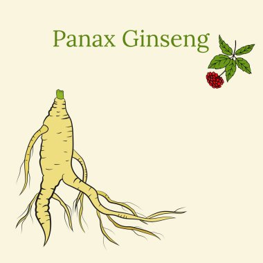 Yaprak ve ginseng kökü çiziyorum. Ginseng kökü ve böğürtlen vektör çizimi. Tıbbi bir bitkinin çizimi. Doğrusal grafik tasarımı. 
