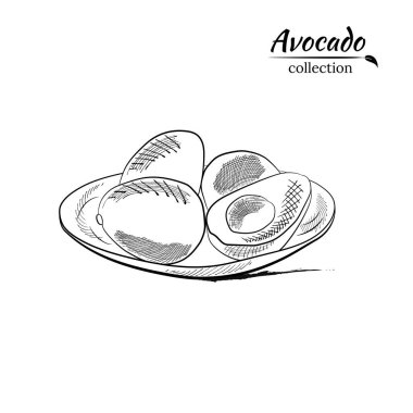 Avokado ve dilimler hazır. Avokado çizimi, dilimlenmiş ve yapraklar. Avokadonun botanik çizimi. Sulu tropik meyveler. Etiketler, posterler, baskılar için harika..