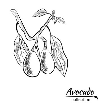 Avokado ve dilimler hazır. Avokado çizimi, dilimlenmiş ve yapraklar. Avokadonun botanik çizimi. Sulu tropik meyveler. Etiketler, posterler, baskılar için harika..