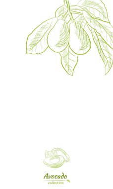 Avokado ve dilimler hazır. Avokado yağı şişesi skeci. Avokado çizimi, dilimlenmiş ve yapraklar. Avokadonun botanik çizimi. Sulu tropik meyveler. Etiketler, posterler, baskılar için harika..